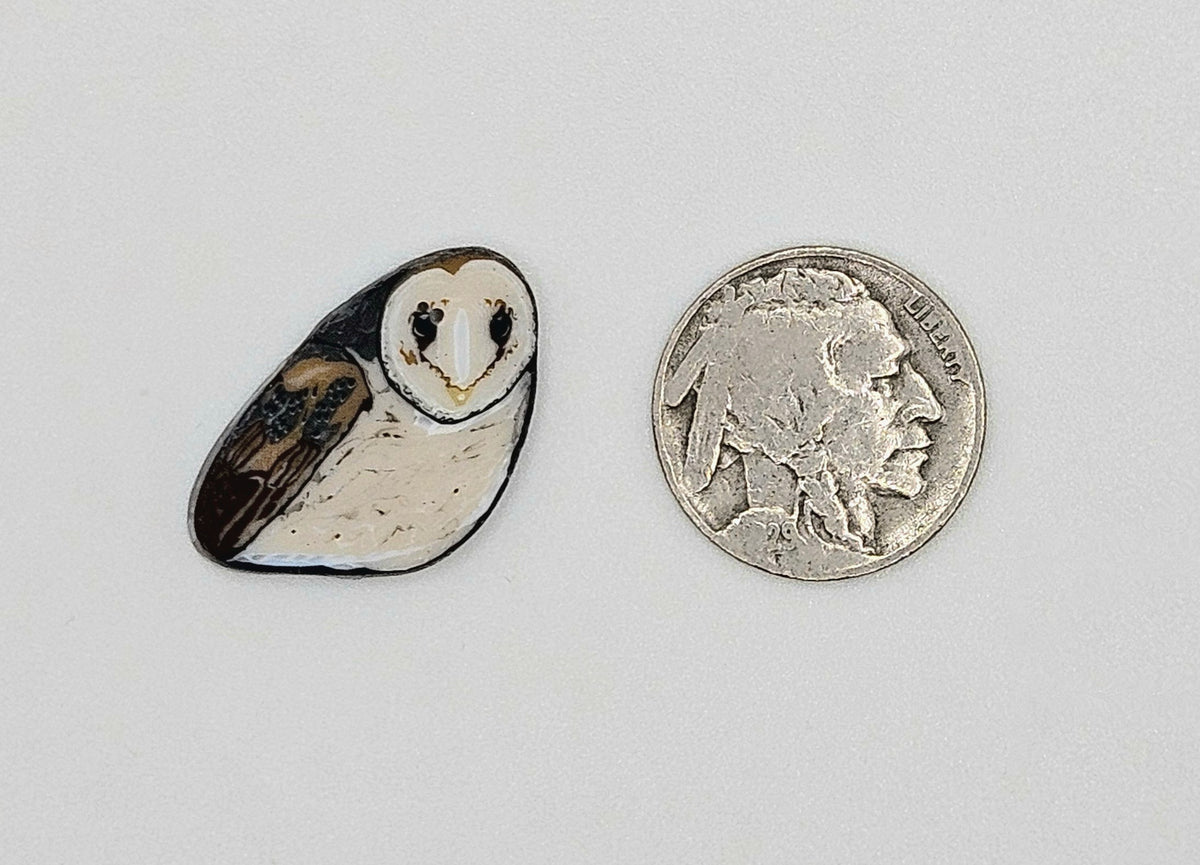 Barn Owl